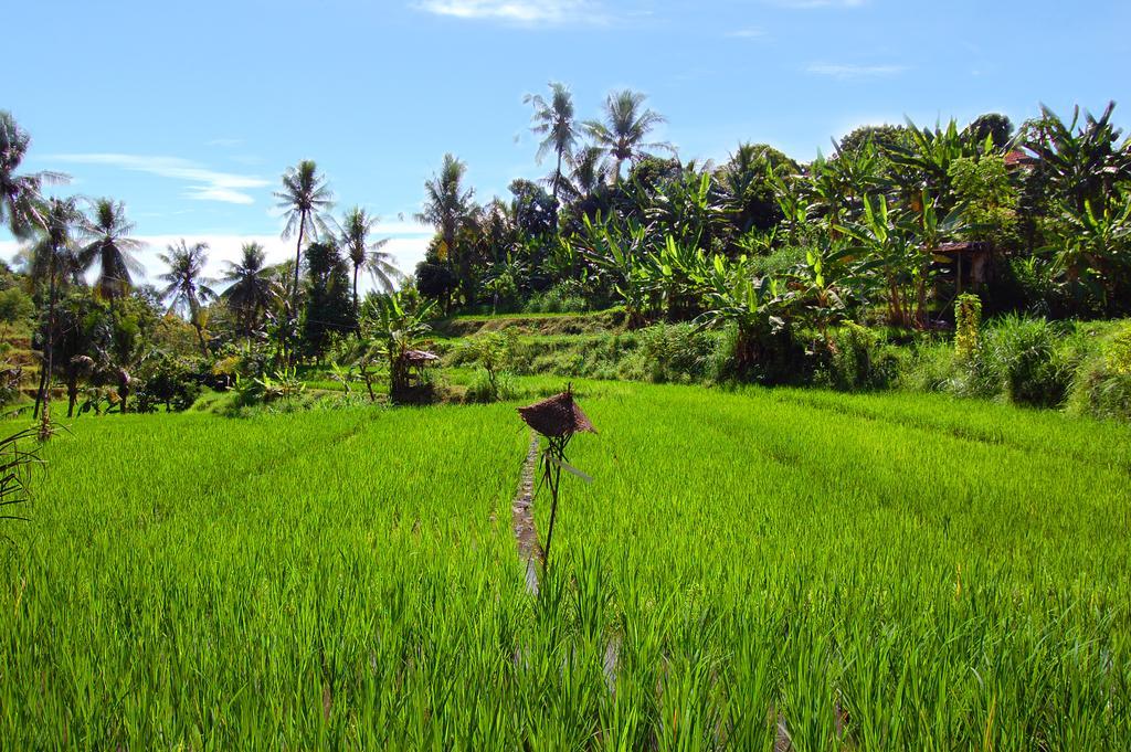 Indo Rumah Zengarden Булеленг Экстерьер фото